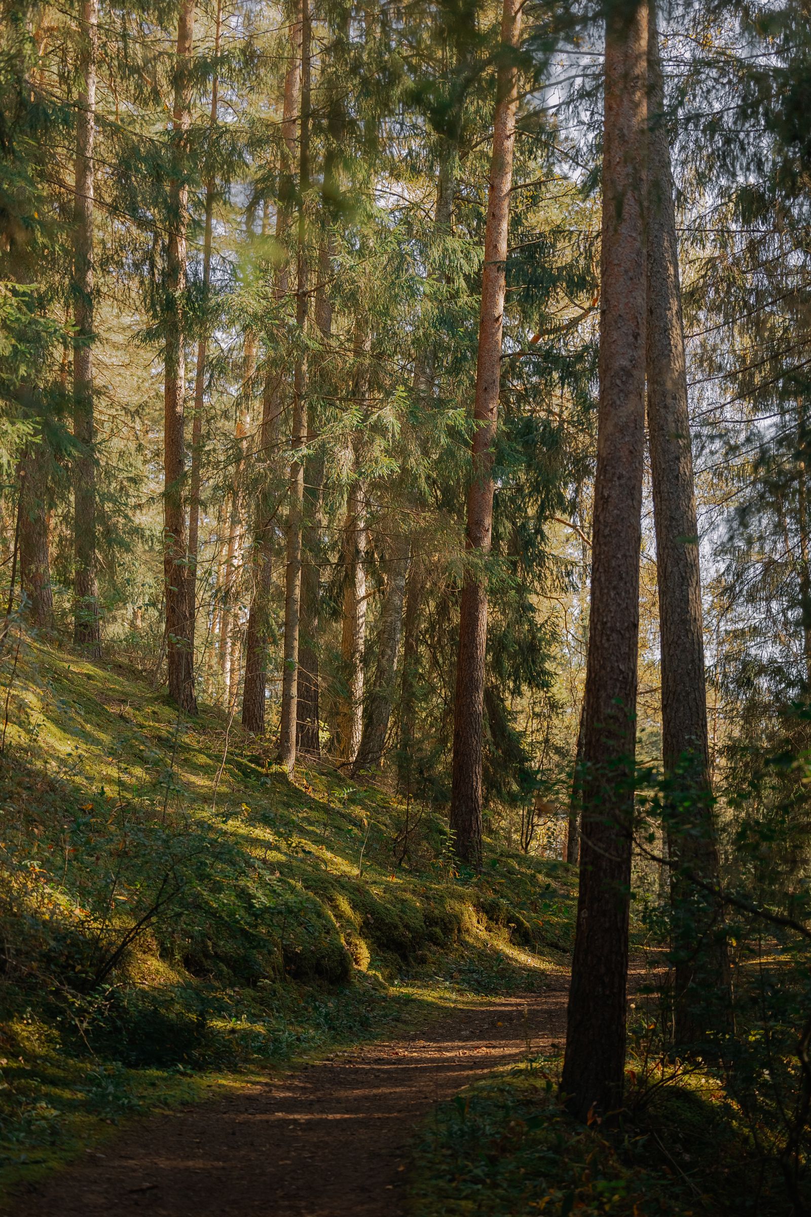 Sunlit forest path