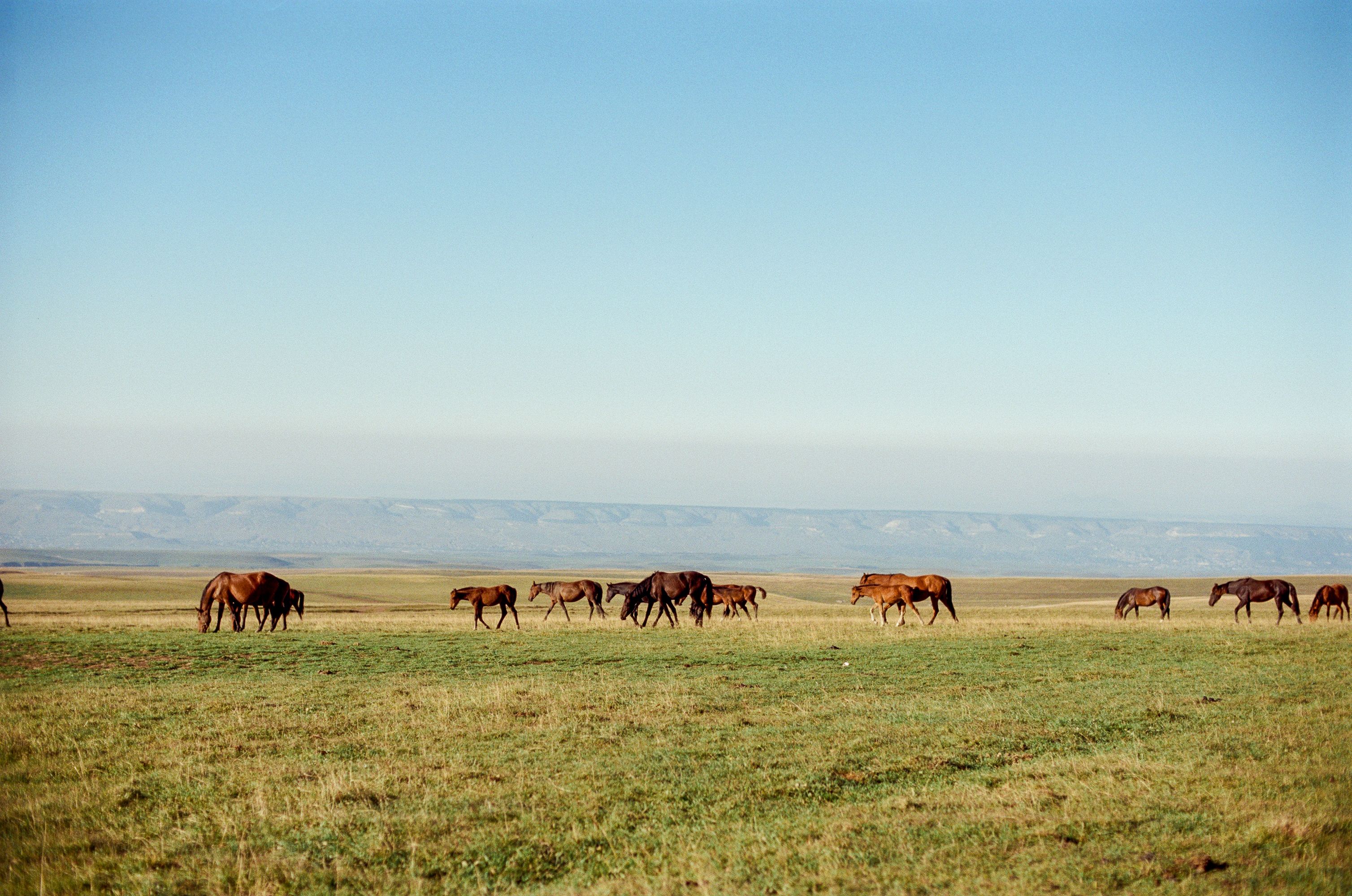 Horses grazing peacefully in a serene open green pasture